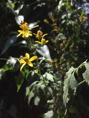 Bidens reptans
