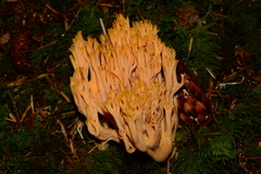 Ramaria sandaracina chondrobasis