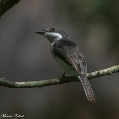Hemipus hirundinaceus