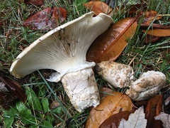 Catathelasma