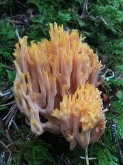 Ramaria sandaracina chondrobasis
