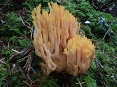 Ramaria sandaracina chondrobasis