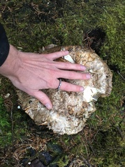 Catathelasma