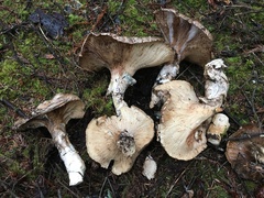 Catathelasma