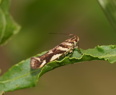 Macrobathra heminephela