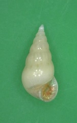 Peasistilifer nitidula