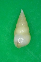 Peasistilifer nitidula