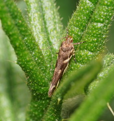 Macrobathra heminephela