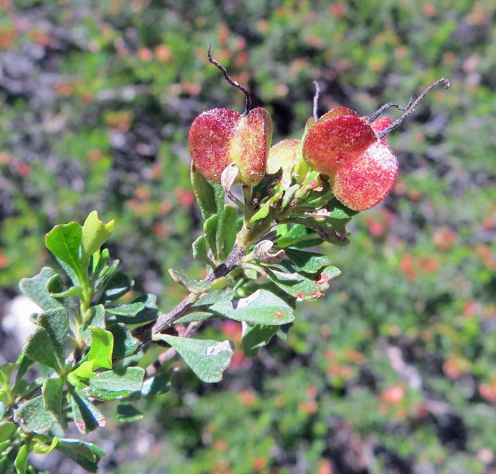 Dodonaea biloba