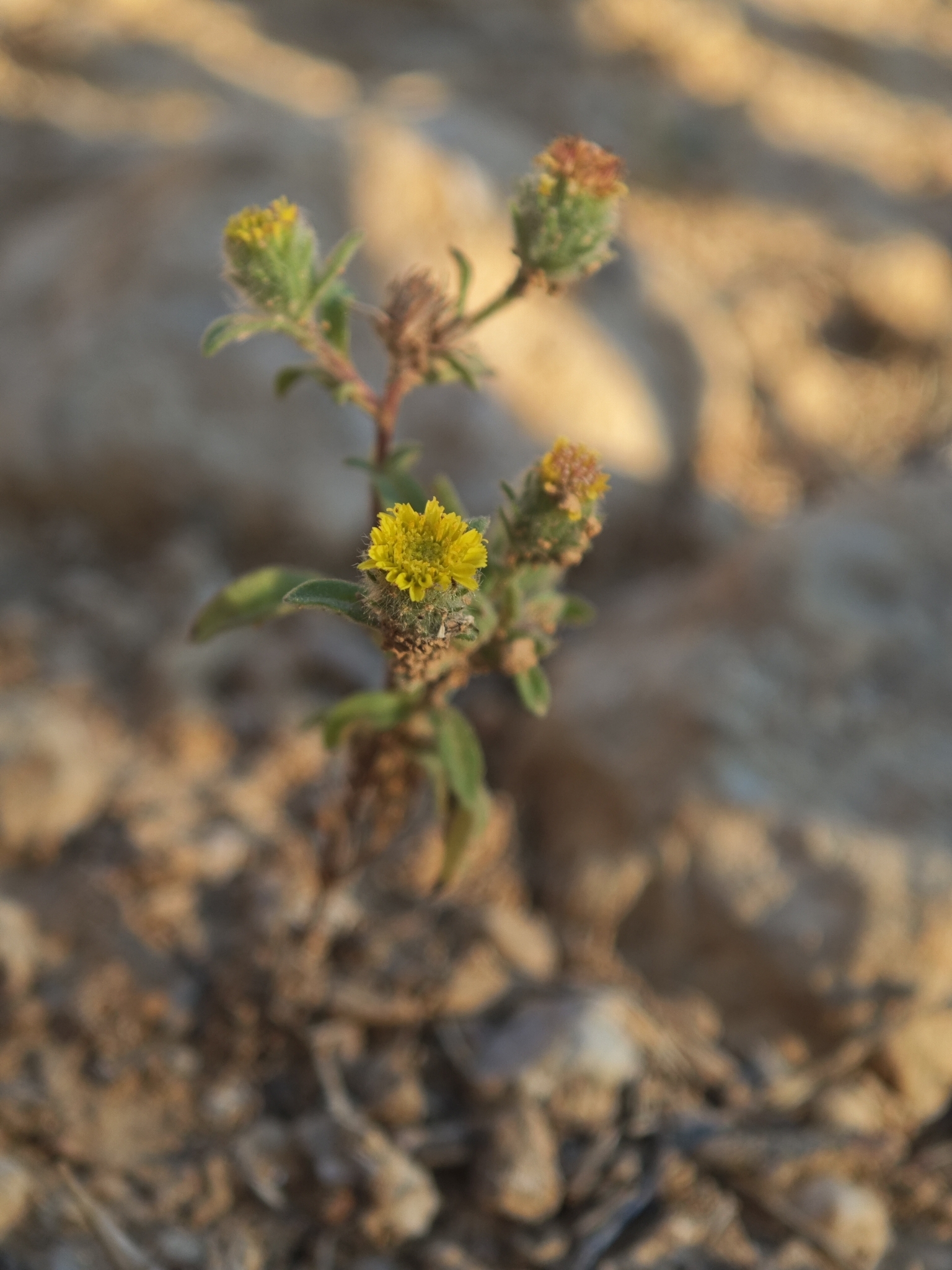 Small Fleabane (Pulicaria vulgaris)