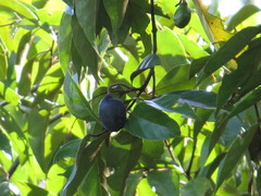 Endiandra longipedicellata