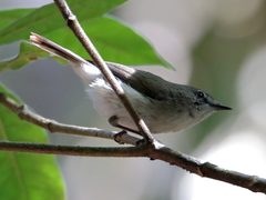 Gerygone magnirostris