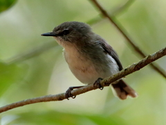 Gerygone magnirostris