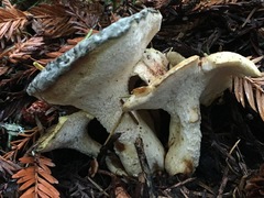 Albatrellus avellaneus