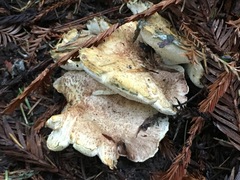 Albatrellus avellaneus