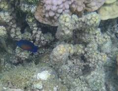 Centropyge bispinosa