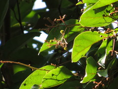 Endiandra longipedicellata