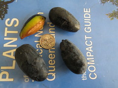 Endiandra longipedicellata