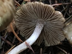 Inocybe fuscodisca