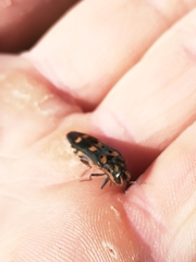 Agrilus sexguttatus