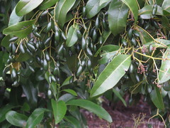 Beilschmiedia obtusifolia