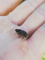 Agrilus sexguttatus