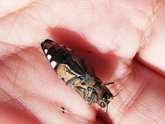 Agrilus sexguttatus