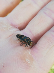 Agrilus sexguttatus