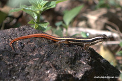 Sphenomorphus dussumieri