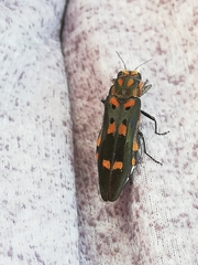 Agrilus sexguttatus