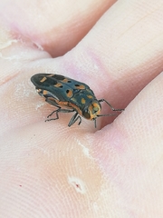 Agrilus sexguttatus