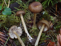 Entoloma formosum