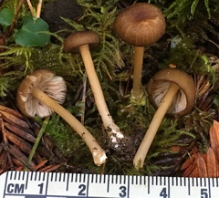 Entoloma formosum