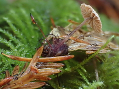 Paragymnopus sequoiae