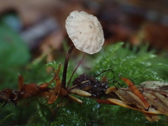 Paragymnopus sequoiae