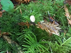 Paragymnopus sequoiae