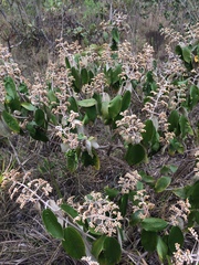 Miconia albicans