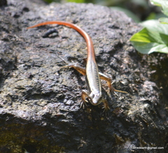 Sphenomorphus dussumieri