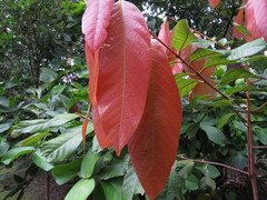 Cryptocarya mackinnoniana