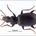 Cosmopolitan Ground Beetle - Photo (c) Grahame, some rights reserved (CC BY-NC-ND), uploaded by Grahame