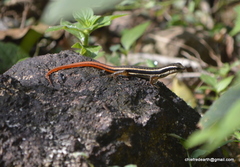 Sphenomorphus dussumieri