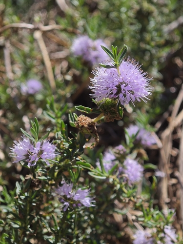 Mentha cervina (Mentha cervina)