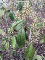 Miconieae