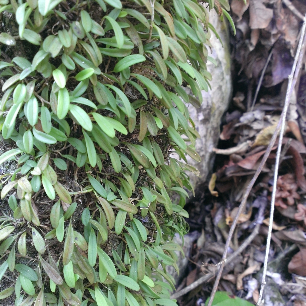 Anathallis sertularioides; photograph (c) Dayron Breto, some rights reserved (CC BY)
