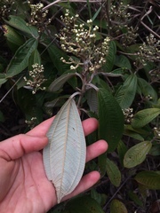 Miconieae