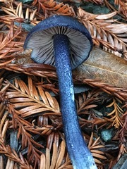 Entoloma subcarneum
