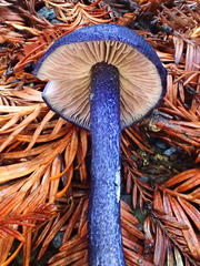 Entoloma subcarneum