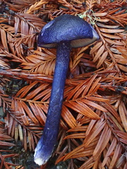 Entoloma subcarneum