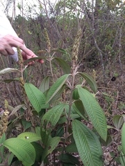 Miconieae