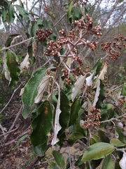 Miconieae